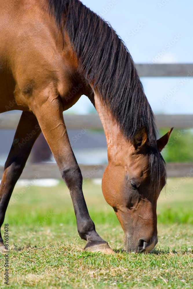 Fototapeta premium Grazing Bay Arabian Horse – A bay Arabian horse grazes on grass. Fence in background.