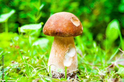 Mushroom boletus in the summer forest