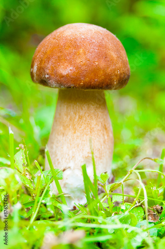 Mushroom boletus in the forest