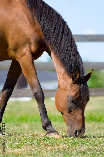 Grazing Bay Arabian Horse – A bay Arabian horse grazes on grass. Fence in background.