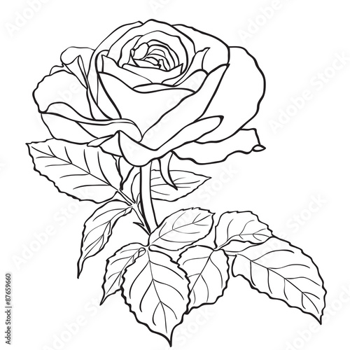 Sketch rose branch