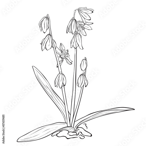 Fototapeta Naklejka Na Ścianę i Meble -  Flower - Scilla forbesii