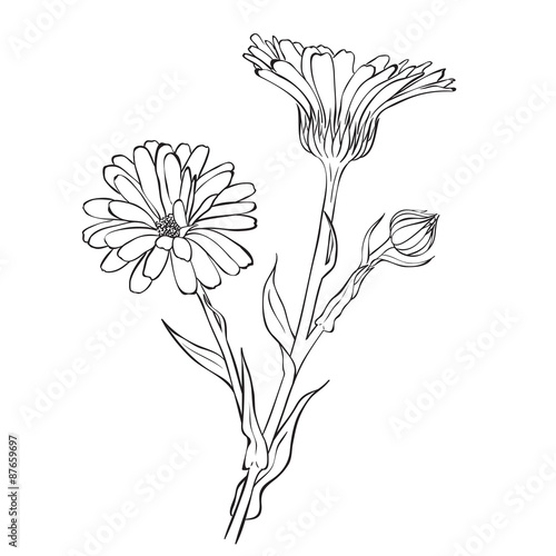 Fototapeta Naklejka Na Ścianę i Meble -  Hand drawn flowers - Calendula officinalis or pot marigold