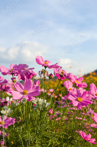  Pink cosmos flower in garden © Singha songsak
