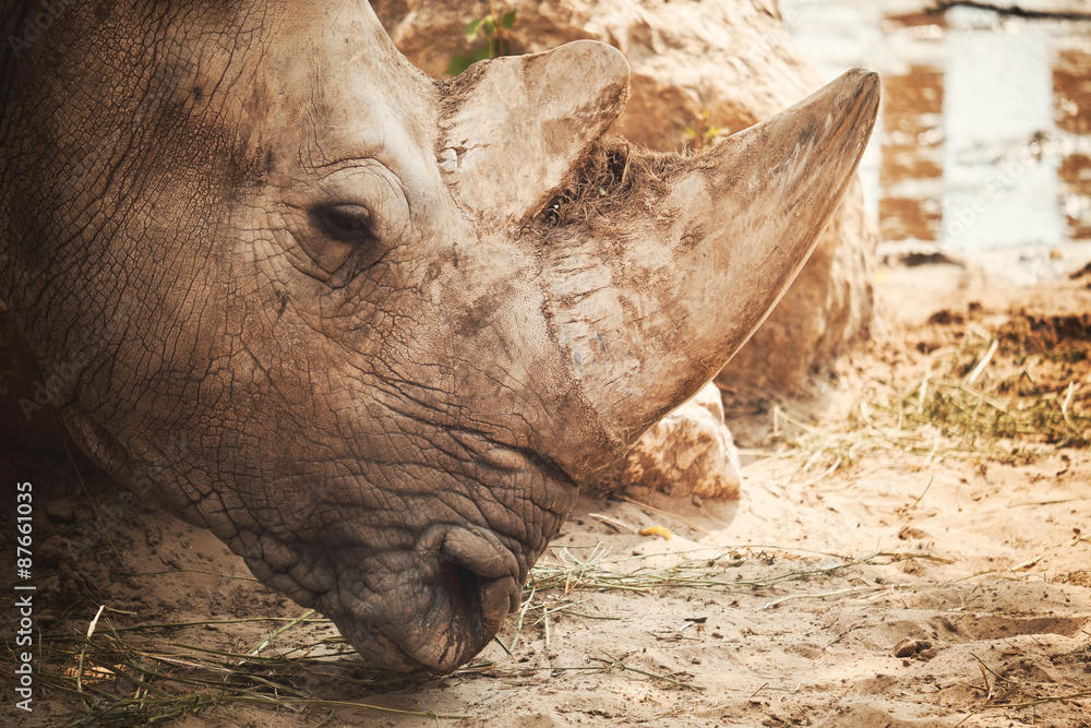 Obraz premium Rhino portrait