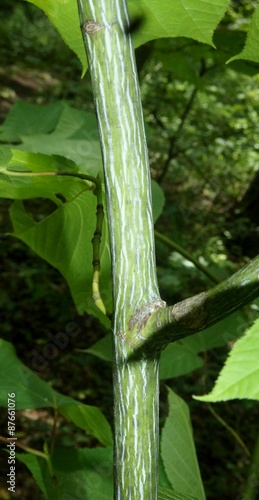 Striped maple,