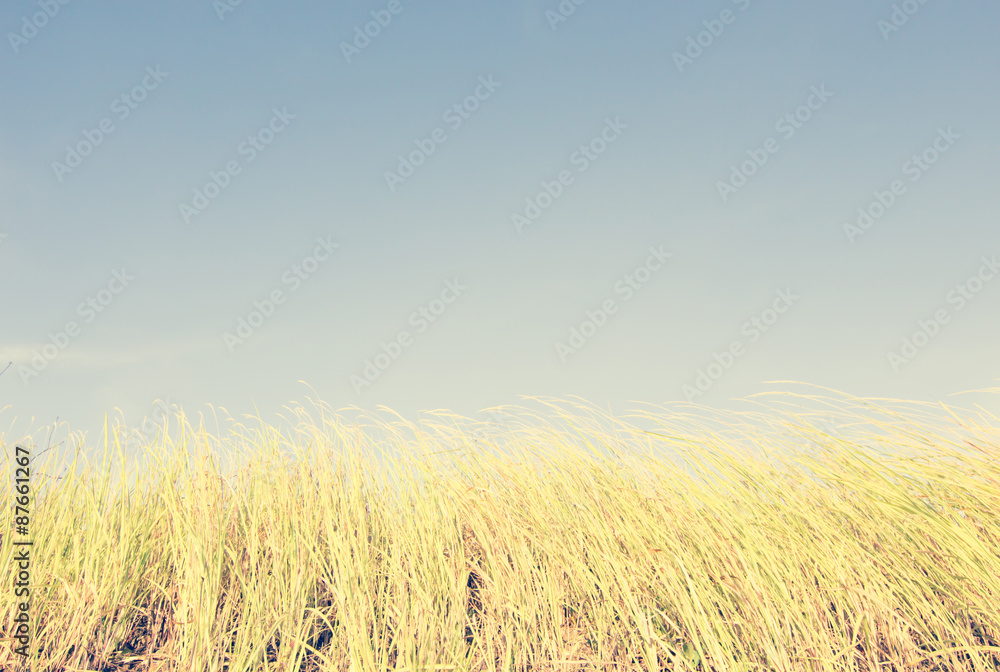 Grass Field Dramatic Color For Spring And Summer Vintage Background