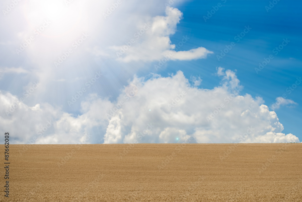 Beautiful wheat  field