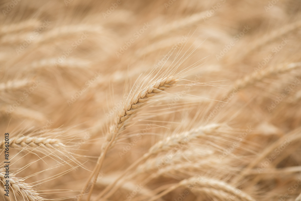 Wheat blown by the wind Wheat blown by the wind