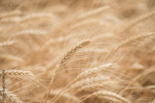 Wheat blown by the wind