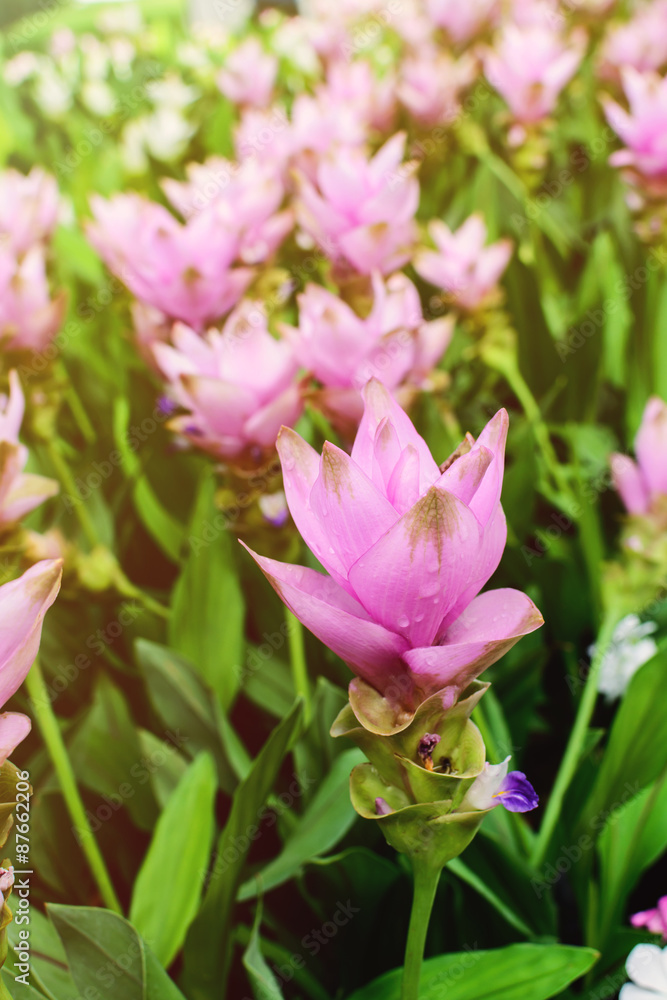 siam tulip, Beautiful blossom flower in thailand