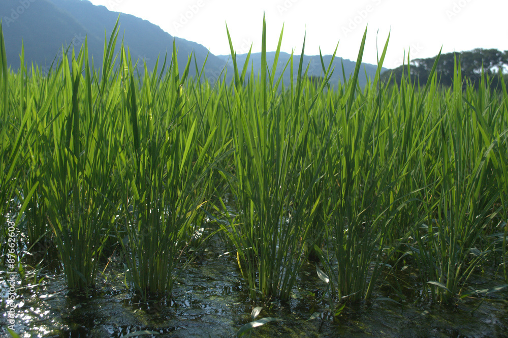 camp rice camp rice