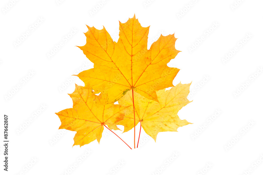 Autumn leaves Autumn leaves