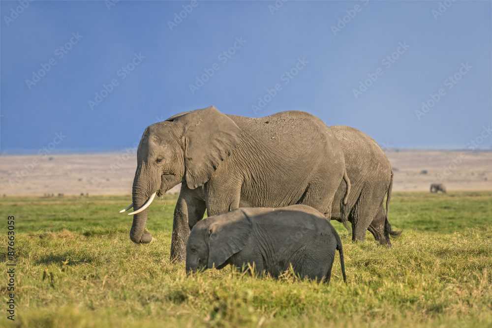 African Elephant with calf