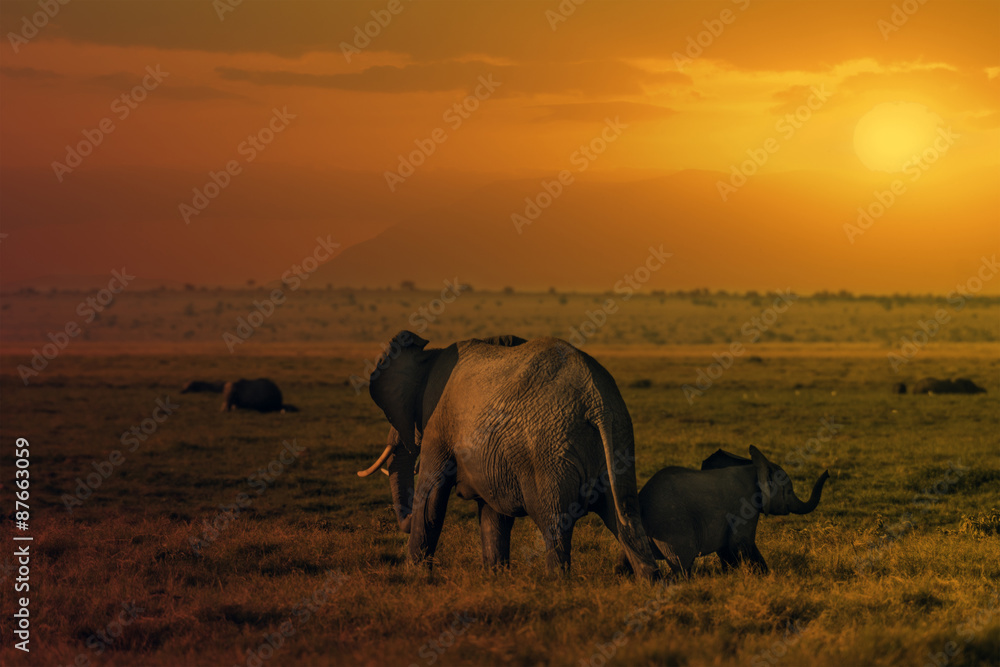 Naklejka premium sunset in Amboseli