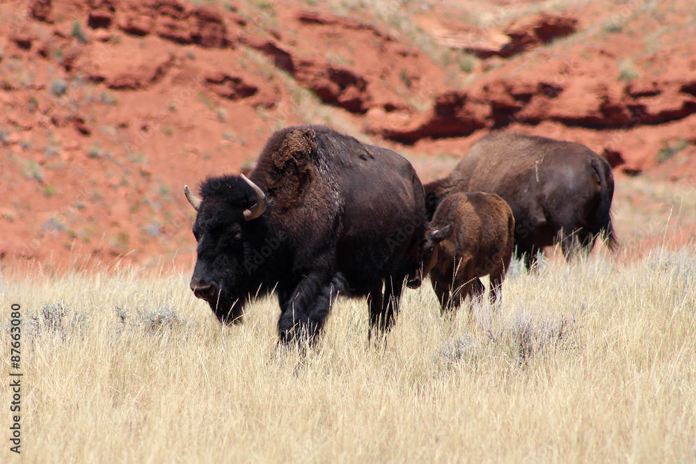 USA / Yellowstone National Park - Bisons sauvages USA / Yellowstone National Park - Bisons sauvages
