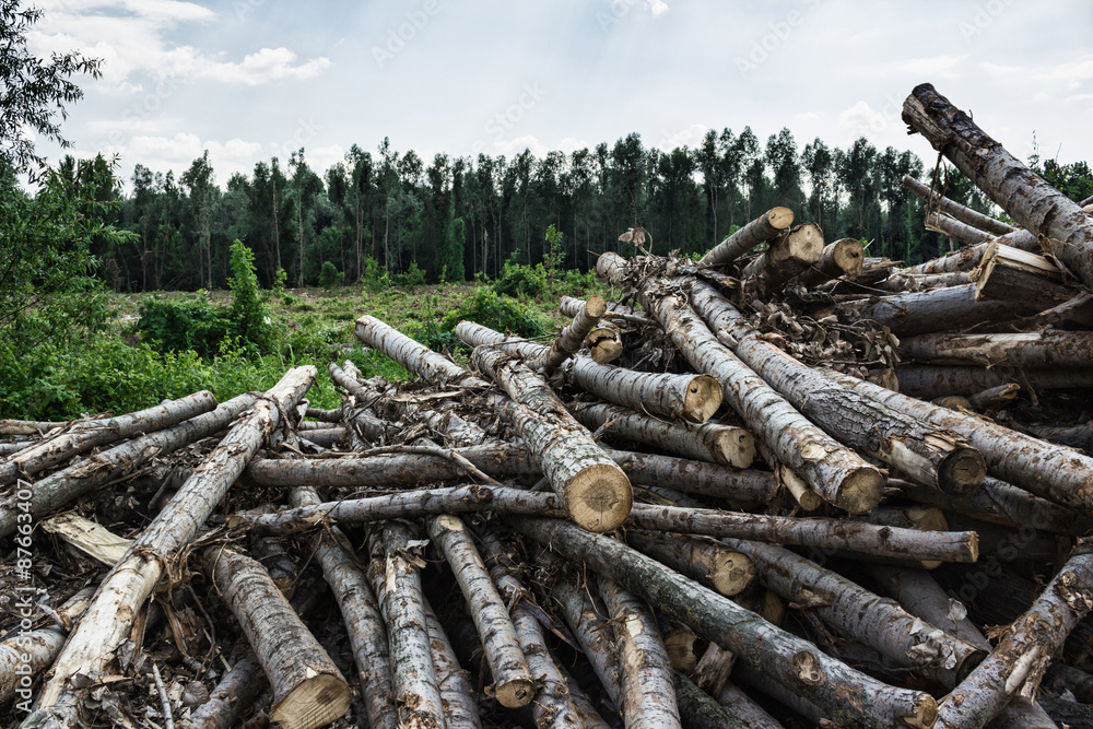 Big pile of logs in forest. Selective focus Big pile of logs in forest. Selective focus