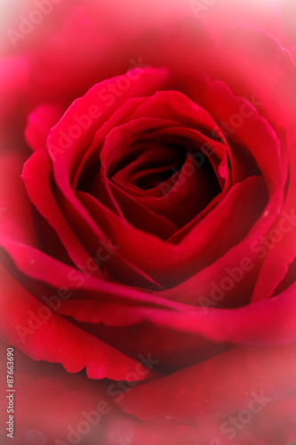 beautiful red  rose on soft focus