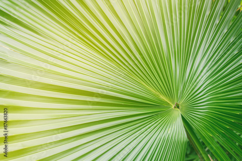 Big palm leaf in color layers