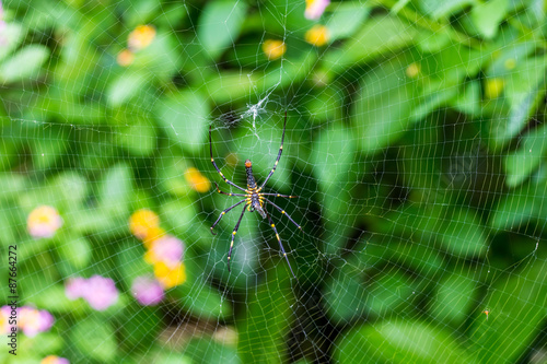 Giant woods spider eating on cobweb