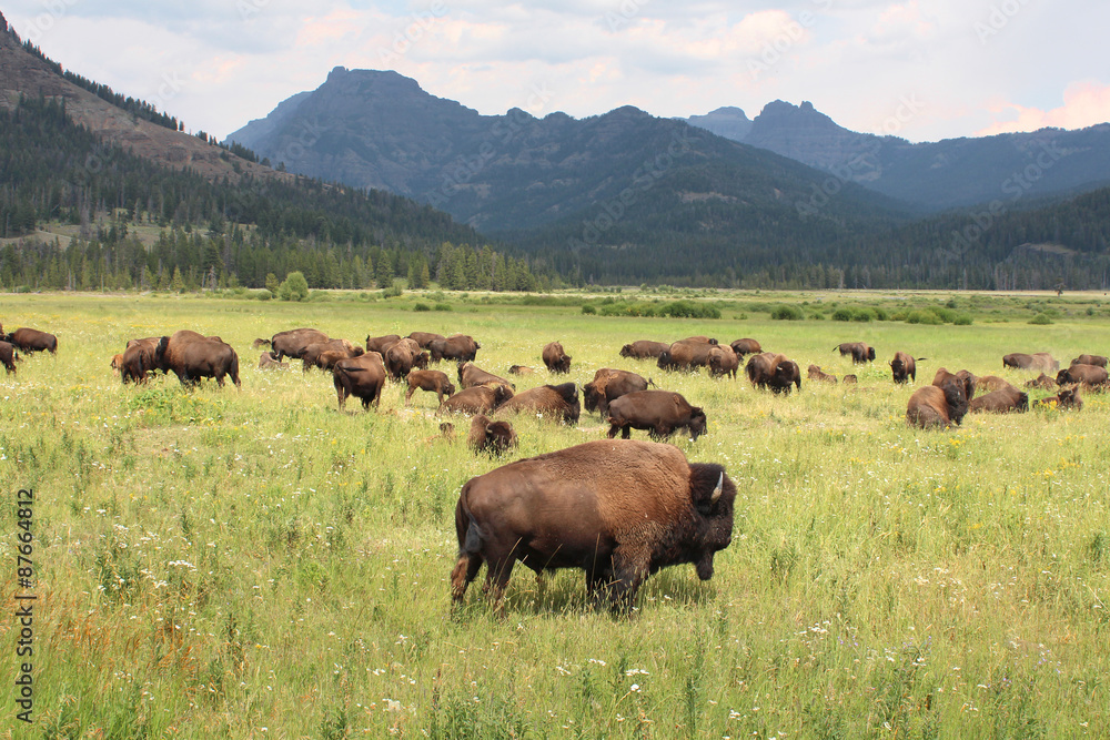 USA / Yellowstone National Park - Bisons sauvages