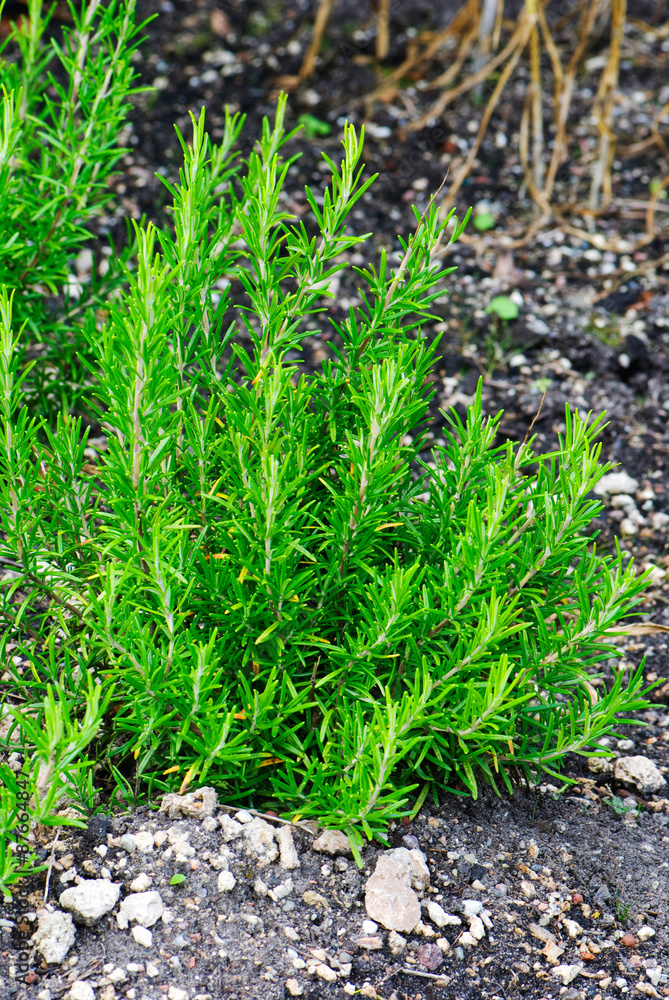 Rosmarinus officinalis - rosemary Stock Photo | Adobe Stock