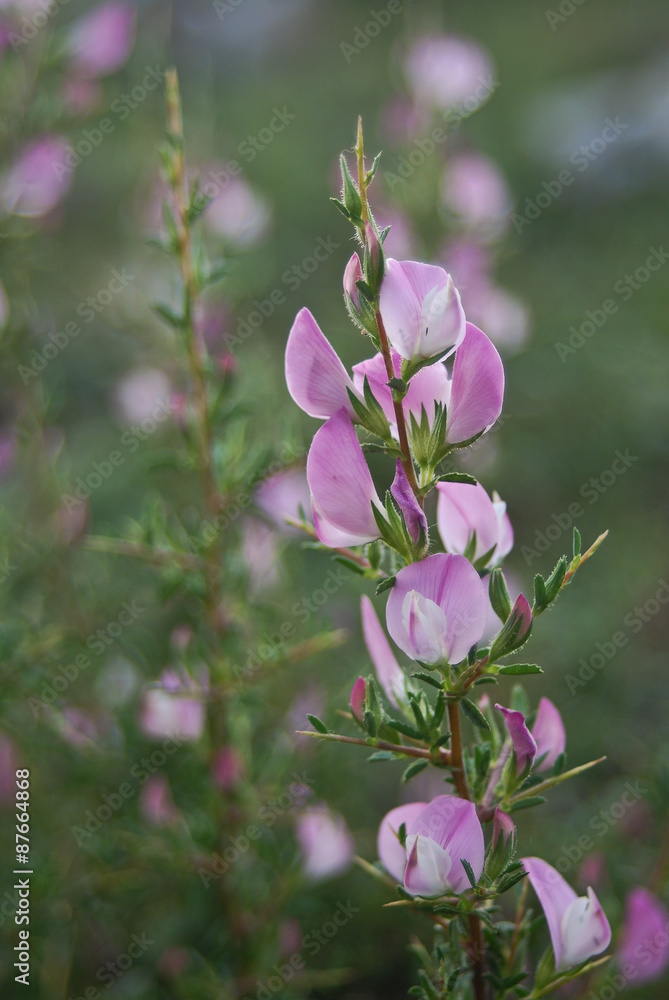 ononide spinosa (Ononis spinosa) infiorescenza ononide spinosa (Ononis spinosa) infiorescenza