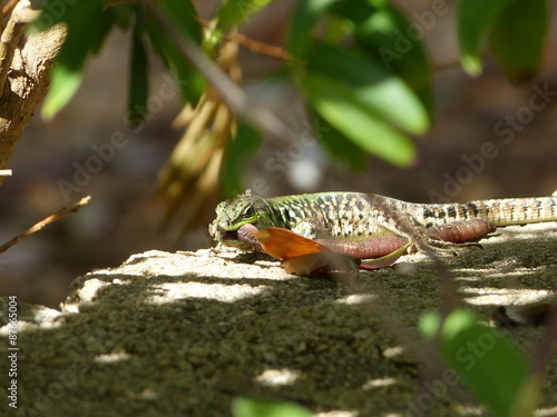 Sand Lizard eats earthworms, lacerta agilis, Lumbricidae