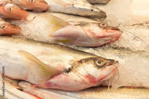 Fresh Whisker Sheatfish on Ice for Preserve in market, Thailand.
