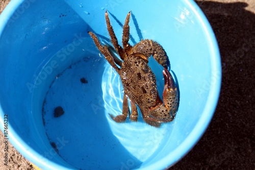 crab in a bucket