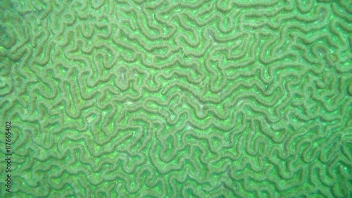 brain coral closeup