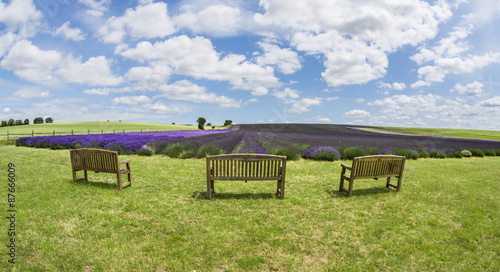 Lavender field in the summer