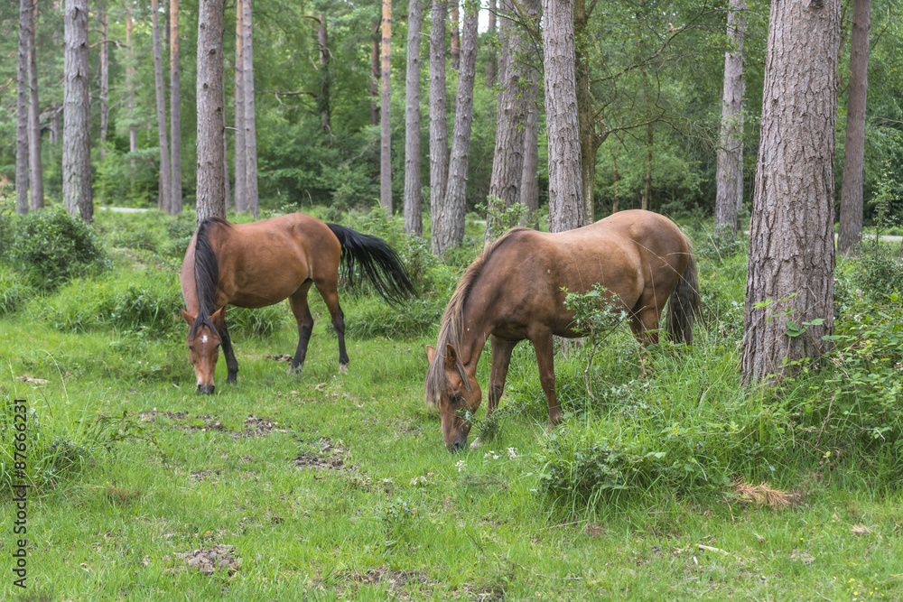 Wild ponies in New Forest National Park grazing Wild ponies in New Forest National Park grazing