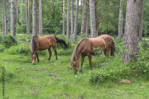 Wild ponies in New Forest National Park grazing