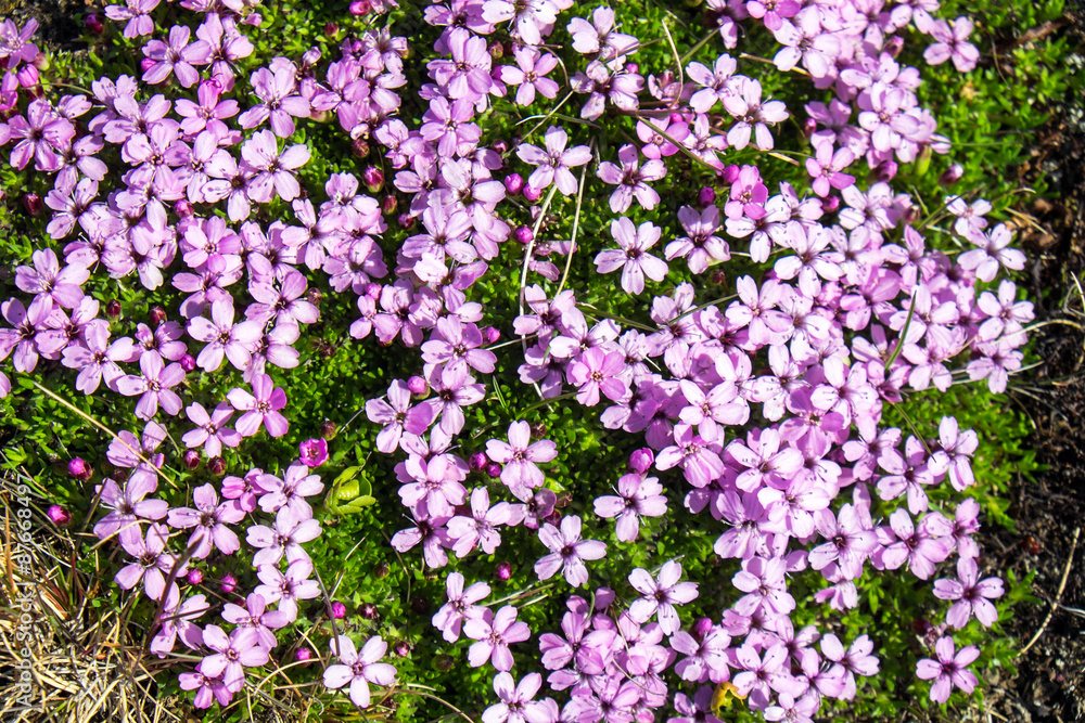 Pink moss campion flowers seen in Iceland
