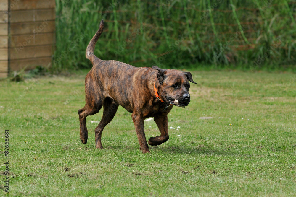 chien en obéissance