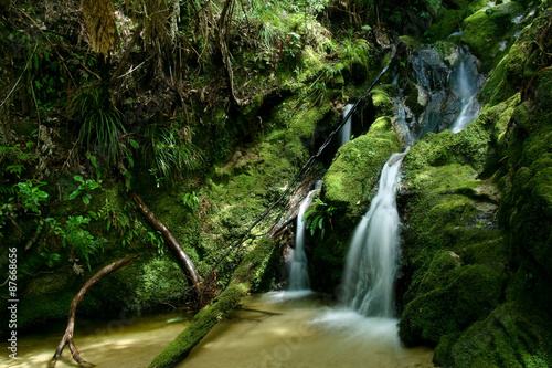 A small stream in New Zealand forest