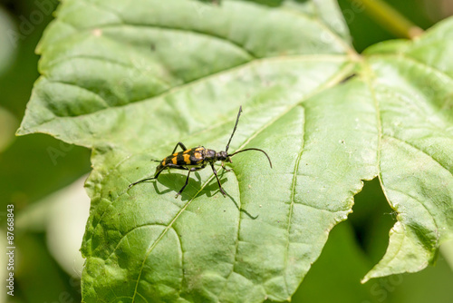 Leptura quadrifasciata also called Longhorn beetle, on a green maple leaf