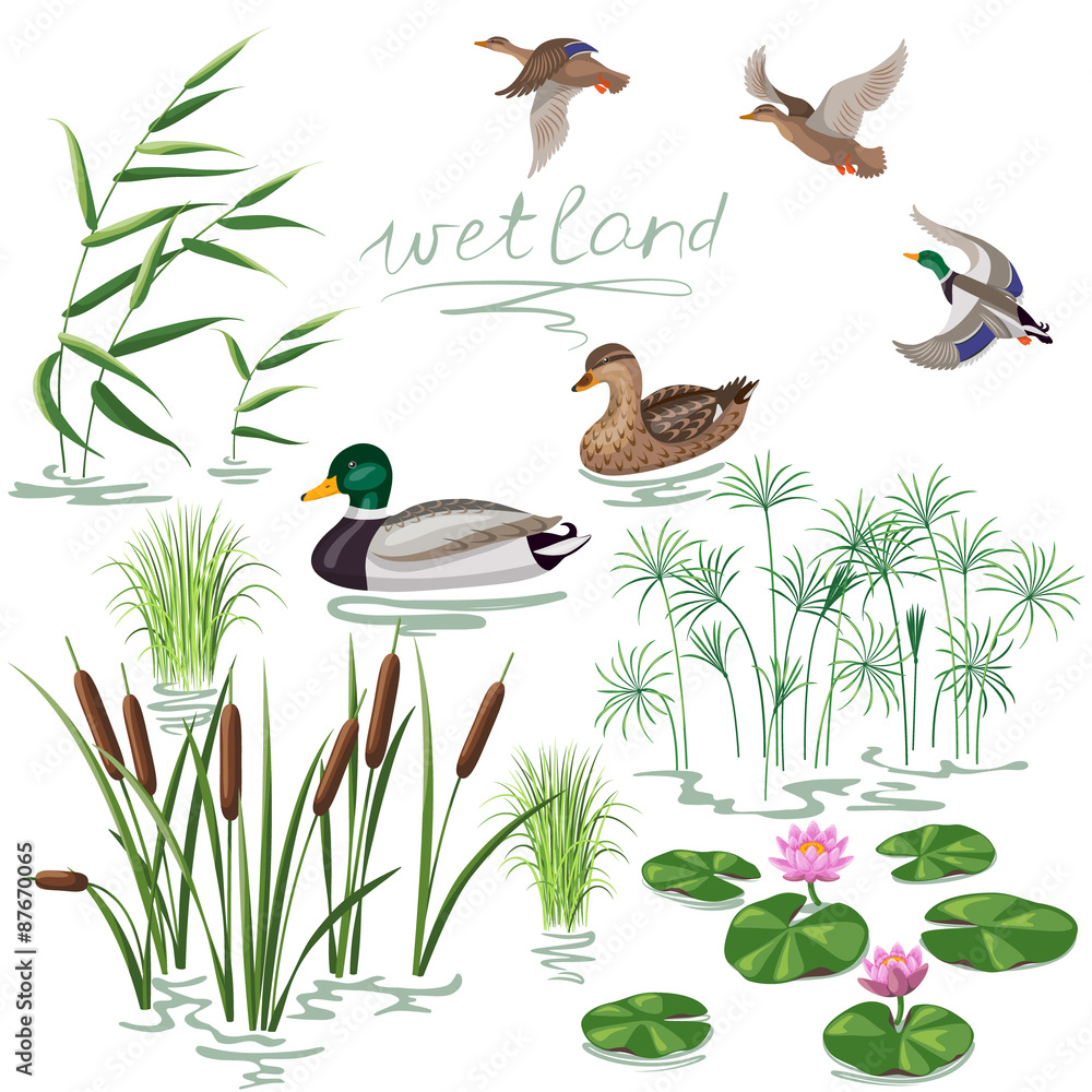 Wetland Plants and Ducks Set - obrazy, fototapety, plakaty 