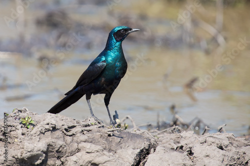 Burchell's starling move around in nature to find food © Alta Oosthuizen