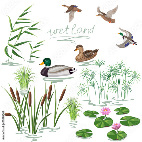 Wetland Plants and Ducks Set