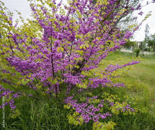 Fototapeta Naklejka Na Ścianę i Meble -  Blooming Bush of Cercis in Crimea.