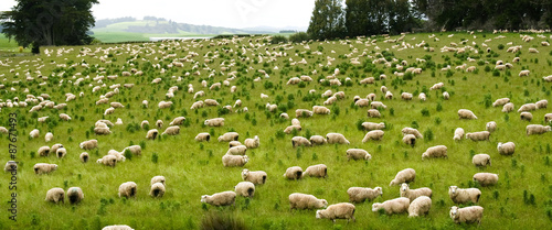 Fotografie, Obraz Sheep grazing in Nea Zealand