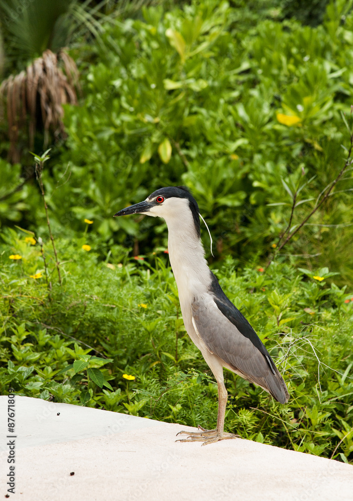 Naklejka premium Black crowned night heron. Nycticorax nycticorax. Florida