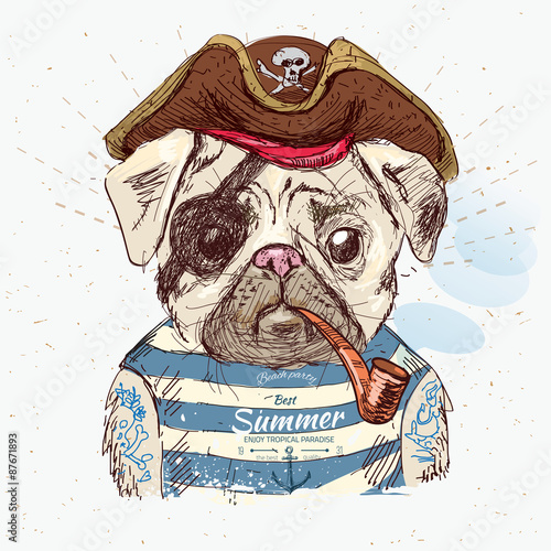 Illustration of pirate pug dog