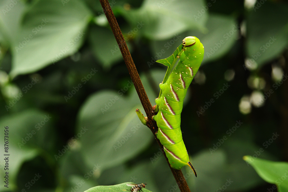 Ligusterschwärmer Raupe Ligusterschwärmer Raupe