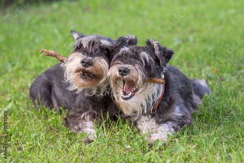 two black and silver miniature schnauzer dogs playing one stick together on the natural grass background © elen31