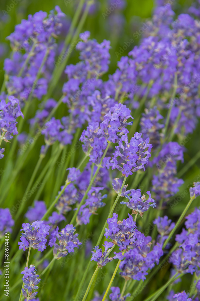 lavender on a field in detail lavender on a field in detail
