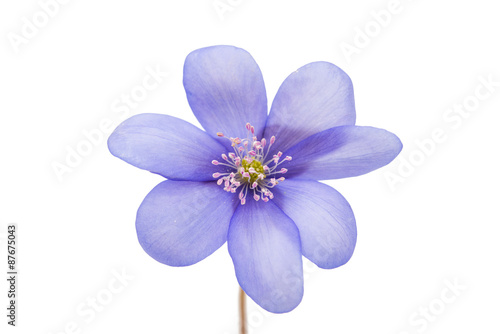 Hepatica nobilis