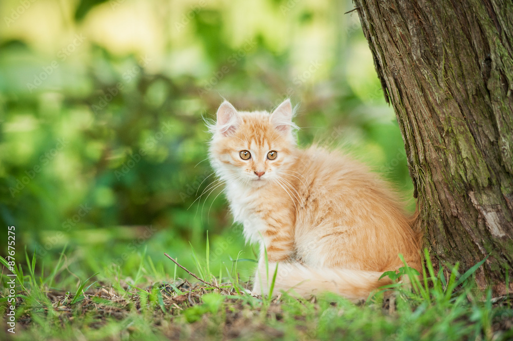 Little red kitten sitting outdoors in summer